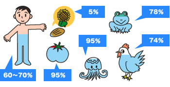 人間60～70％・トマト95％・ひまわりの種5％・くらげ95％・かえる78％・にわとり74％