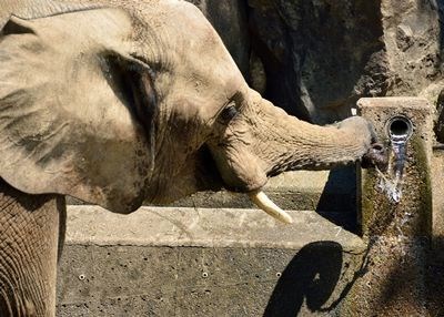 広島水は美味いゾウ