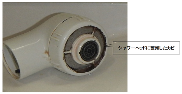 シャワーヘッドにカビが繁殖している様子