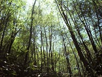 生い茂る広葉樹林写真