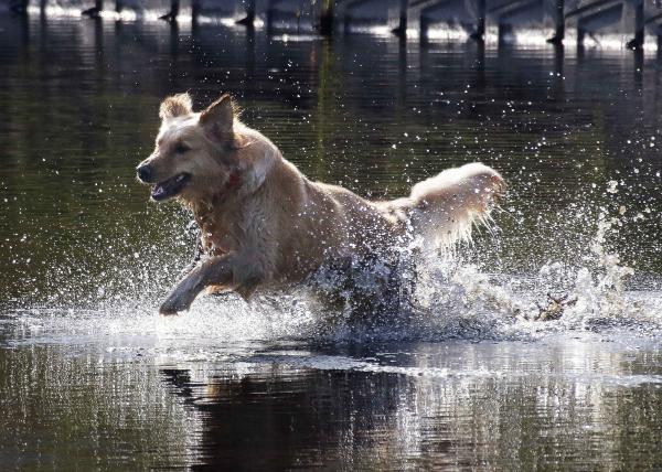 特選　水が大好き